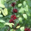 Zanthoxylum Americanum - Poivrier Américain -Promos Jardin Bulbes Magasin Zanthoxylum americanum Clavalier americain IF 17957 1