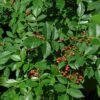 Zanthoxylum Coreanum - Poivrier Coréen -Promos Jardin Bulbes Magasin Zanthoxylum coreanum copyright 87155 1