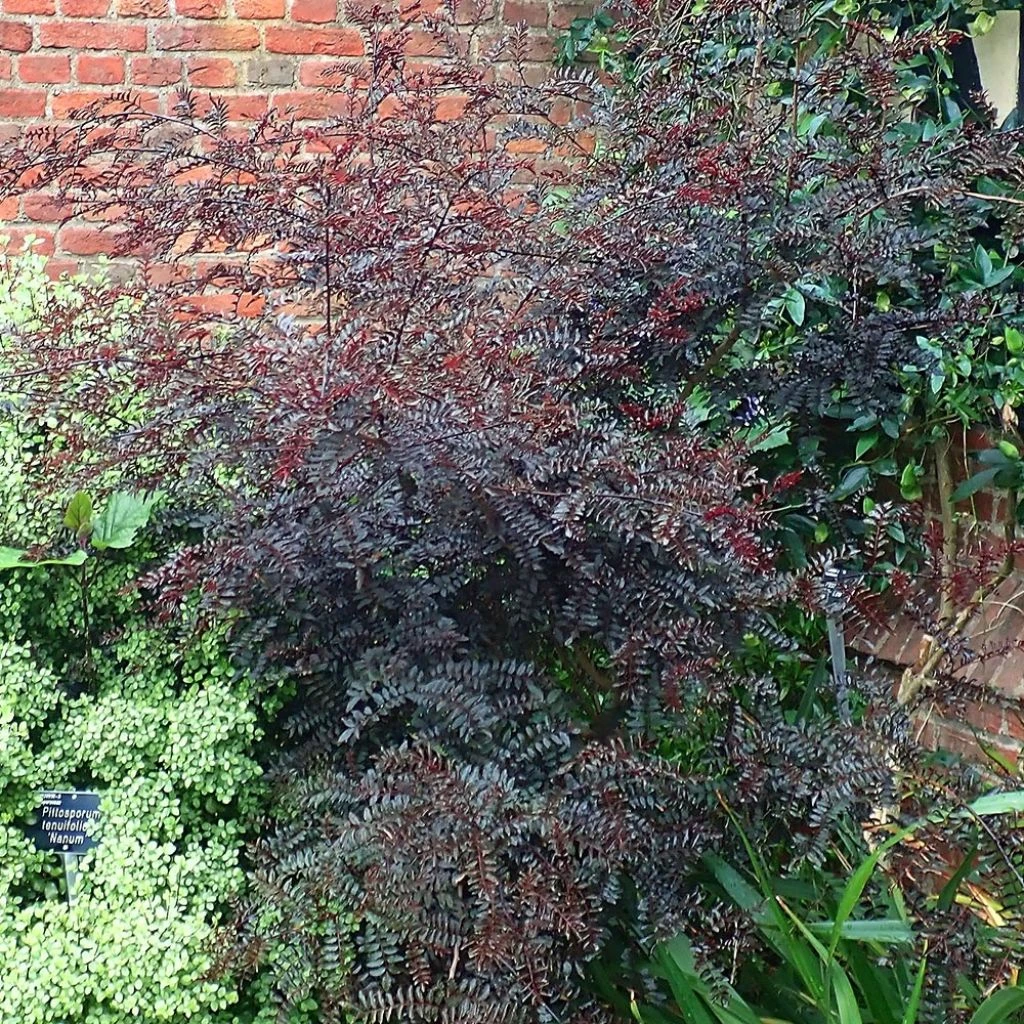 Zanthoxylum Piperitum Black Magic - Poivrier De Chine 3 Zanthoxylum Piperitum Black Magic - Poivrier De Chine