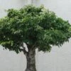 Zelkova Serrata Green Vase - Orme De Sibérie -Promos Jardin Bulbes Magasin Zelkova serrata Green Vase 781528 1