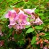 Abelia Parviflora Bumble Bee -Promos Jardin Bulbes Magasin abelia parviflora bumble bee 85981 1