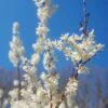 Forsythia Blanc De Corée, Abeliophyllum Distichum -Promos Jardin Bulbes Magasin abeliophyllum distichum 7895 3