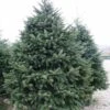 Sapin De Noël De Nordmann - Abies Nordmanniana -Promos Jardin Bulbes Magasin abies nordmanniana 85230 1