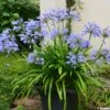 Agapanthe Pitchoune Blue -Promos Jardin Bulbes Magasin agapanthus pitchoune blue 0524 1