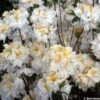 Azalée De Chine Mount Rainier - Rhododendron Hybride -Promos Jardin Bulbes Magasin azalee MOUNT RAINIER 80470 1