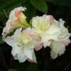 Azalée De Chine Cannon's Double - Rhododendron Hybride -Promos Jardin Bulbes Magasin azalee de chine cannon s double 781685 3