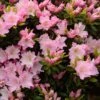 Azalée Du Japon Al's Picotee - Rhododendron Hybride -Promos Jardin Bulbes Magasin azalee du japon al s picotee 15359 1