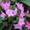 Azalée Du Japon Komo Kulshan - Rhododendron Kiusianum -Promos Jardin Bulbes Magasin azalee du japon komo kulshan 15048 1