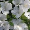 Azalée Du Japon Eucharis - Rhododendron Hybride -Promos Jardin Bulbes Magasin azalee eucharis 80472 1