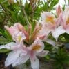 Azalée De Chine Irene Koster - Azalea X Occidentale -Promos Jardin Bulbes Magasin azalee irene koster 80052 1