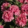 Azalée De Chine Kilian - Rhododendron Hybride -Promos Jardin Bulbes Magasin azalee kilian 80471 1
