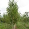 Bouleau Noir - Betula Nigra Heritage 2 Bouleau Noir - Betula Nigra Heritage -Promos Jardin Bulbes Magasin betula nigra heritage 83011 1