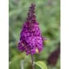 Buddleja Funky Fuchsia - Arbre Aux Papillons -Promos Jardin Bulbes Magasin buddleja funky fuchsia 100417 1