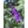 Buddleja Psychedelic Sky - Arbre Aux Papillons -Promos Jardin Bulbes Magasin buddleja psychedelic sky 100418 1