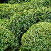 Buis Boule - Buxus Sempervirens -Promos Jardin Bulbes Magasin buis double buxus sempervirens 7524 2