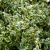 Buis Commun Panaché - Buxus Sempervirens Elegans -Promos Jardin Bulbes Magasin buxus sempervirens elegans 83975 2