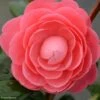 Camélia Valtevareda - Camellia Japonica -Promos Jardin Bulbes Magasin camelia valtevareda 85524 1