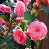 Camélia Mrs. Tingley - Camellia Japonica -Promos Jardin Bulbes Magasin camellia japonica mrs tingley 87692 1