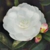 Camélia D'automne - Camellia Sasanqua Early Pearly -Promos Jardin Bulbes Magasin camellia sasanqua early pearly 7976 1