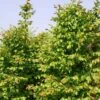 Carpinus Betulus Stegemanns Primus - Charme Commun -Promos Jardin Bulbes Magasin carpinus betulus stegemanns primus 100428 1