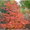 Charme Commun Rockhampton Red - Carpinus Betulus -Promos Jardin Bulbes Magasin carpinus rockhampton red min
