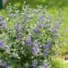 Caryopteris Clandonensis Blue Balloon - Spirée Bleue -Promos Jardin Bulbes Magasin caryopteris clandonensis blue balloon 100429 1