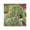 Cèdre De L'Atlas - Cedrus Libani Atlantica Sargentii -Promos Jardin Bulbes Magasin cedrus libani atlantica sargentii 100433 1