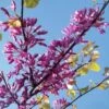 Cercis Siliquastrum - Arbre De Judée -Promos Jardin Bulbes Magasin cercis Siliquastrum ld miluz 7583 1