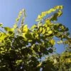 Cercis Canadensis Hearts Of Gold - Arbre De Judée Doré -Promos Jardin Bulbes Magasin cercis canadensis hearts of gold 7819762 1