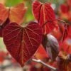 Gainier Du Canada - Cercis Canadensis Red Force -Promos Jardin Bulbes Magasin cercis canadensis red force copyright 1004381 1 1