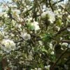 Cognassier Du Japon Nivalis - Chaenomeles Speciosa -Promos Jardin Bulbes Magasin chaenomeles specios nivalis 2 ld wallygrom 7965 1