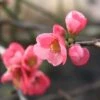 Cognassier Du Japon Pink Lady - Chaenomeles Superba -Promos Jardin Bulbes Magasin chaenomeles superba pink lady 7966 2