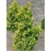 Chamaecyparis Obtusa Rashahiba - Faux Cyprès Hinoki Du Japon -Promos Jardin Bulbes Magasin chamaecyparis obtusa rashahiba 1002462 1