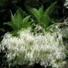 Chionanthus Virginicus - Arbre De Neige -Promos Jardin Bulbes Magasin chionanthus virginicus 79782 2