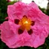 Cistus Purpureus - Ciste Pourpre -Promos Jardin Bulbes Magasin cistus purpureus 7526 1