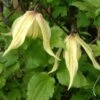 Clématite - Clematis Love Child -Promos Jardin Bulbes Magasin clemaite Love Child 681484 1