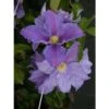 Clématite - Clematis Beata -Promos Jardin Bulbes Magasin clematis beata grimpantes 87813 1
