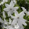 Clématite - Clematis Beautiful Bride -Promos Jardin Bulbes Magasin clematis beautiful bride 84878 3