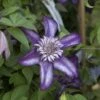 Clématite - Clematis Cassis -Promos Jardin Bulbes Magasin clematis cassis 681390 2