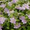 Clématite - Clematis Cezanne -Promos Jardin Bulbes Magasin clematis cezanne 87821 1 1