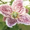 Clématite - Clematis Cirrhosa Freckles -Promos Jardin Bulbes Magasin clematis cirrhosa freckles 771570 1