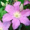 Clématite - Clematis Comtesse De Bouchaud -Promos Jardin Bulbes Magasin clematis comtesse de bouchaud 67861 1