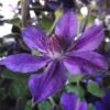 Clématite - Clematis Mon Amour -Promos Jardin Bulbes Magasin clematis mon amour 85760 1