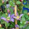 Clématite - Clematis Exciting -Promos Jardin Bulbes Magasin clematis patens exciting 681510 2