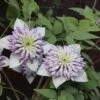 Clématite - Clematis Viennetta -Promos Jardin Bulbes Magasin clematis viennetta 89693 1
