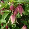 Clématite - Clematis I Am Red Robin -Promos Jardin Bulbes Magasin clematite I AMR RED ROBIN nr 51 681377 1