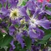 Clématite - Clematis Blue Pirouette -Promos Jardin Bulbes Magasin clematite blue pirouette 67807 1