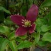 Clématite - Clematis Cirrhosa Lansdowne Gem 2 Clématite - Clematis Cirrhosa Lansdowne Gem -Promos Jardin Bulbes Magasin clematite cirrhosa lansdown gem 681367 1