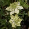 Clématite - Clematis Florida Alba Plena -Promos Jardin Bulbes Magasin clematite florida alba plena 681432 1