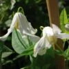 Clématite - Clematis Integrifolia Alba -Promos Jardin Bulbes Magasin clematite integrifolia alba 681430 1